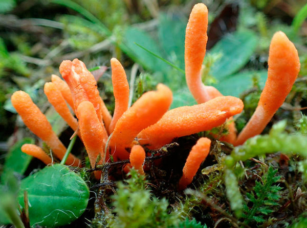 Unveiling the Power of Scarlet Cordyceps Spagyric Extract
