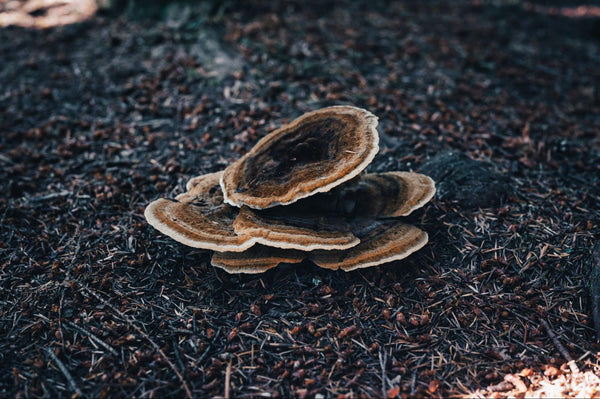 Nature's Alchemy: The Healing Potential of Turkey Tail Spagyric