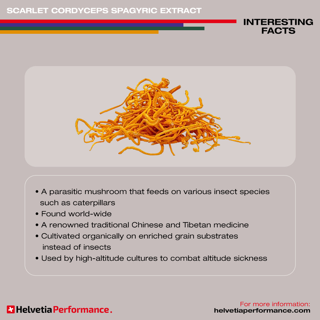 Scarlet Cordyceps Spagyric Extract